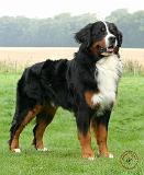 Bernese Mountain Dog 9Y066D-092